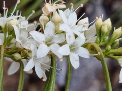 Myoporum floribundum
