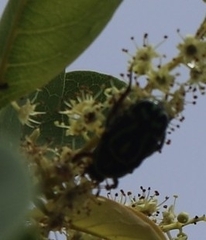 Eupoecila australasiae