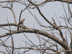 Estrilda troglodytes