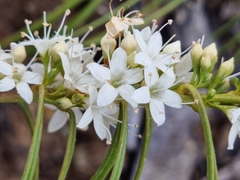 Myoporum floribundum