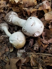 Amanita suballiacea