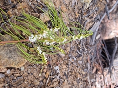 Myoporum floribundum