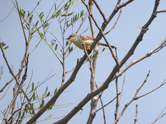 Prinia erythroptera