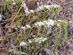 Myoporum floribundum