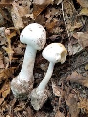 Amanita suballiacea