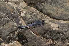 Orthetrum ransonnetii