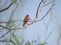 Euplectes franciscanus