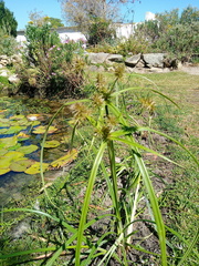 Cyperus congestus