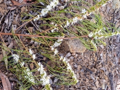 Myoporum floribundum