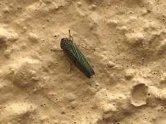 Xyphon reticulatum