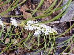 Myoporum floribundum