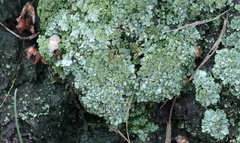 Parmeliopsis ambigua