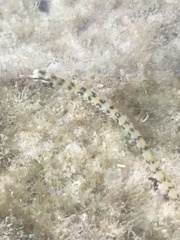 Corythoichthys flavofasciatus