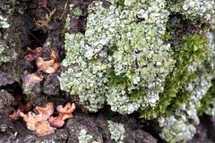 Parmeliopsis ambigua