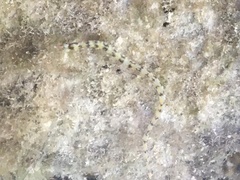 Corythoichthys flavofasciatus