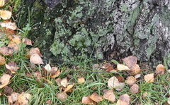 Parmeliopsis ambigua