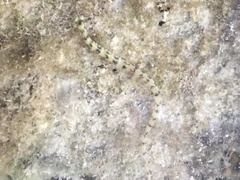 Corythoichthys flavofasciatus