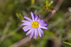 Olearia ciliata