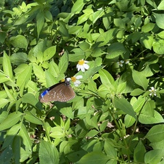 Euploea mulciber barsine