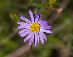 Olearia ciliata
