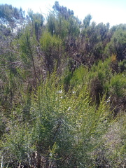 Dicerothamnus rhinocerotis