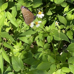 Euploea mulciber barsine