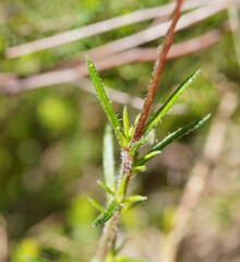 Olearia ciliata