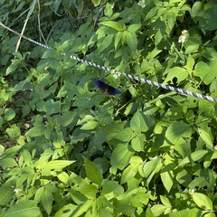 Euploea mulciber barsine