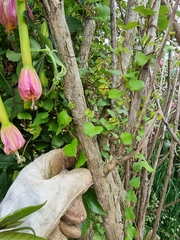 Calystegia tuguriorum