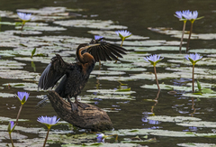 Anhinga rufa