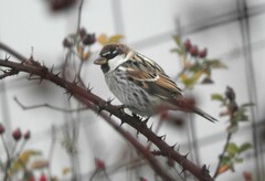 Passer hispaniolensis hispaniolensis