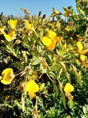 Calobota