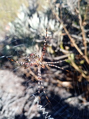 Argiope australis