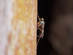 Dytomyia sordida