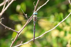 Anax imperator