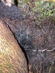 Arachnocampa luminosa