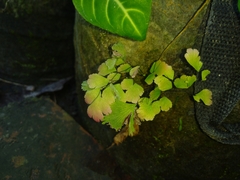 Adiantum tenerum