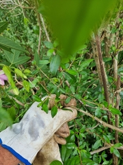 Coprosma ×cunninghamii