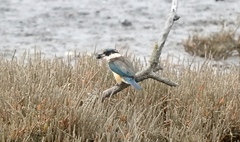 Todiramphus sanctus vagans