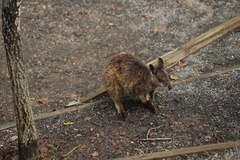 Petrogale mareeba