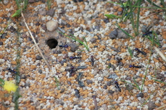 Iridomyrmex purpureus