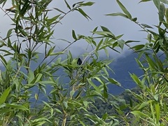 Dicrurus macrocercus