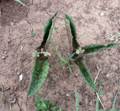 Drimiopsis