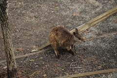 Petrogale mareeba