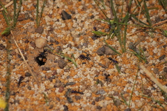 Iridomyrmex purpureus