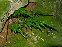 Pteris ensiformis