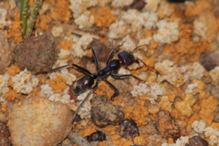 Iridomyrmex purpureus