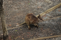 Petrogale mareeba
