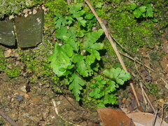 Lygodium japonicum