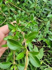 Coprosma ×cunninghamii